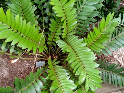 Zamia furfuracea - Copenhagen Botanical Garden - DSC07368