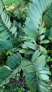 Zamia furfuracea