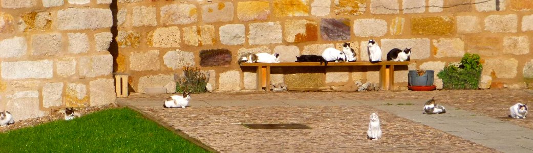 Zamora - Gatos al sol en el Portillo de la Leatad 1