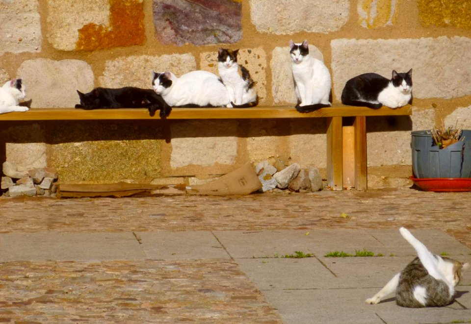 Zamora - Gatos al sol en el Portillo de la Leatad 2