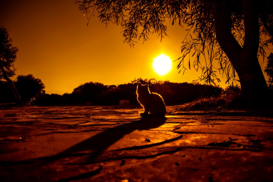 Silhouettes nature light