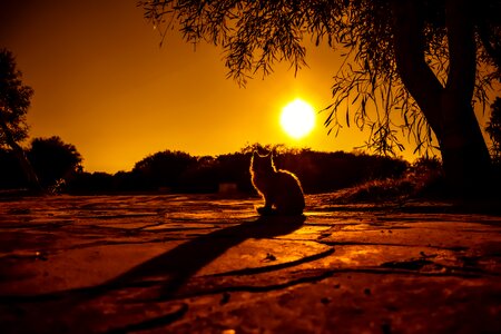 Silhouettes nature light photo