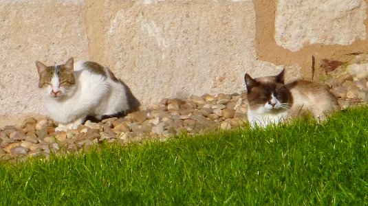 Zamora - Gatos al sol en el Portillo de la Leatad 4