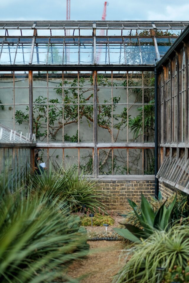 Greenhouse plants nature