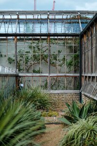 Greenhouse plants nature