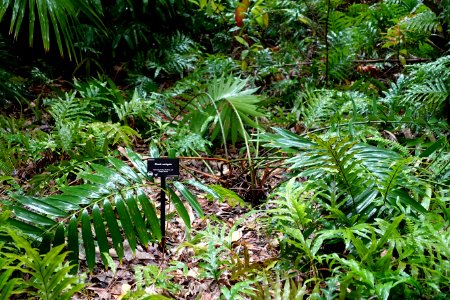 Zamia variegata - McKee Botanical Garden - Vero Beach, Florida - DSC03076