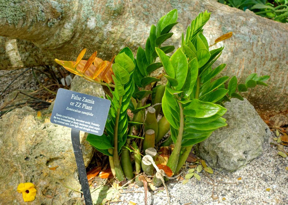 Zamioculcas zamiifolia - Mounts Botanical Garden - Palm Beach County, Florida - DSC03646