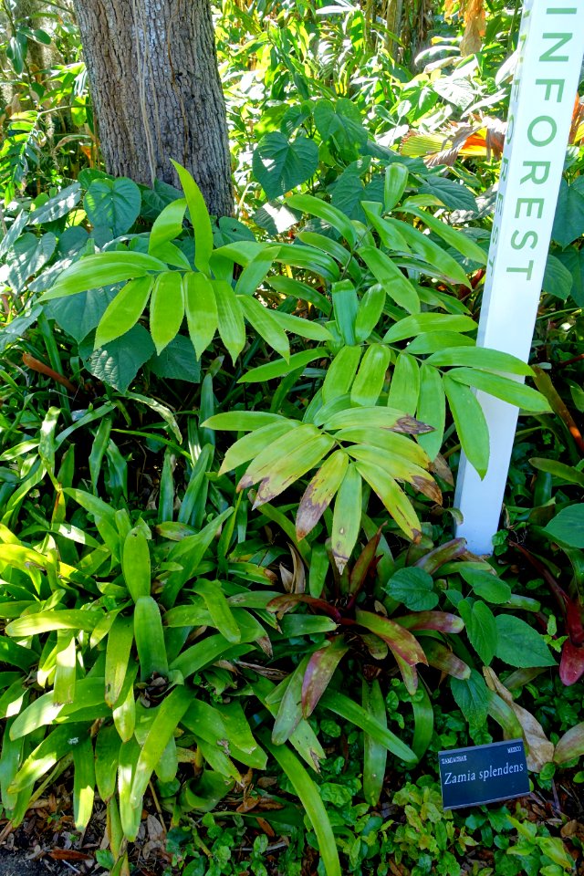 Zamia verschaffeltii (Zamia splendens) - Marie Selby Botanical Gardens - Sarasota, Florida - DSC01127