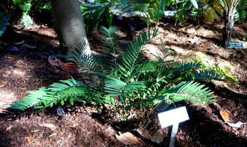 Zamia pumila (Zamia integrifolia) - Zilker Botanical Garden - Austin, Texas - DSC08985