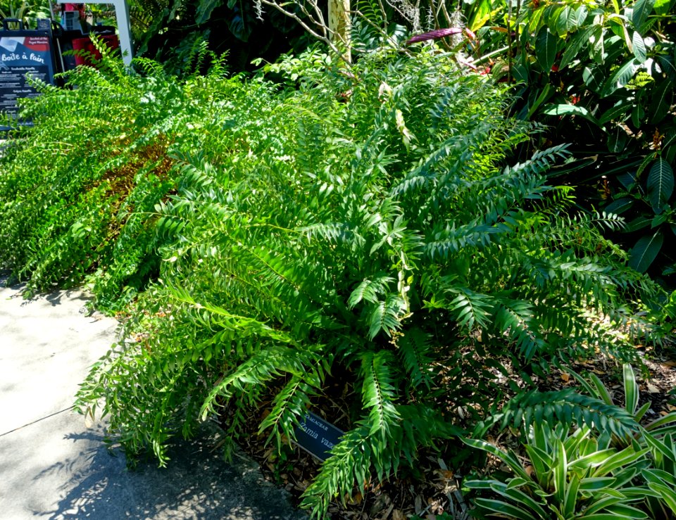 Zamia vazquezii - Marie Selby Botanical Gardens - Sarasota, Florida - DSC01780