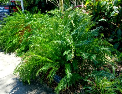 Zamia vazquezii - Marie Selby Botanical Gardens - Sarasota, Florida - DSC01780