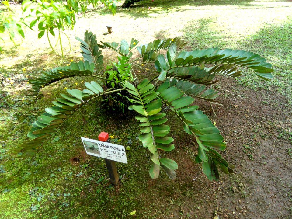 Zamia pumila - Sankyo Garden - DSC01229