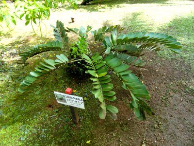Zamia pumila - Sankyo Garden - DSC01229