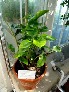Zamioculcas zamiifolia - Botanical Garden in Kaisaniemi, Helsinki - DSC03685