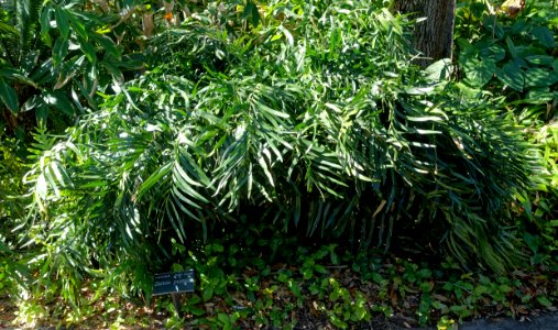 Zamia pumila - Marie Selby Botanical Gardens - Sarasota, Florida - DSC01121