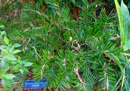 Zamia floridana - Marie Selby Botanical Gardens - Sarasota, Florida - DSC01496