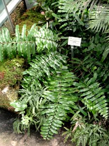 Zamia loddigesii - United States Botanic Garden - DSC09569 photo