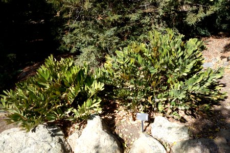 Zamia furfuracea - Leaning Pine Arboretum - DSC05547