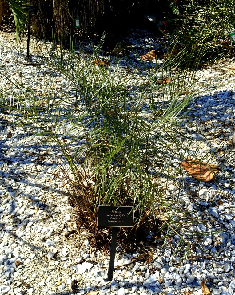 Zamia angustifolia - Naples Botanical Garden - Naples, Florida - DSC09982