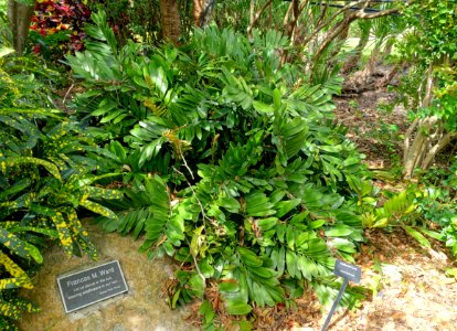 Zamia furfuracea - Mounts Botanical Garden - Palm Beach County, Florida - DSC03787