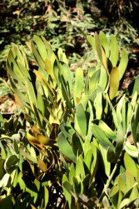 Zamia furfuracea - Leaning Pine Arboretum - DSC05550