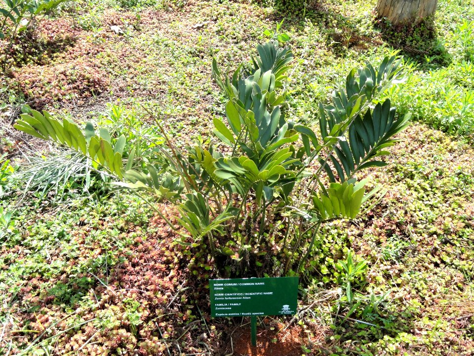 Zamia furfuracea - Jardim Botânico de Brasília - DSC09765