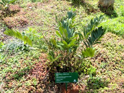Zamia furfuracea - Jardim Botânico de Brasília - DSC09765