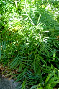 Zamia loddigesii - Marie Selby Botanical Gardens - Sarasota, Florida - DSC01516