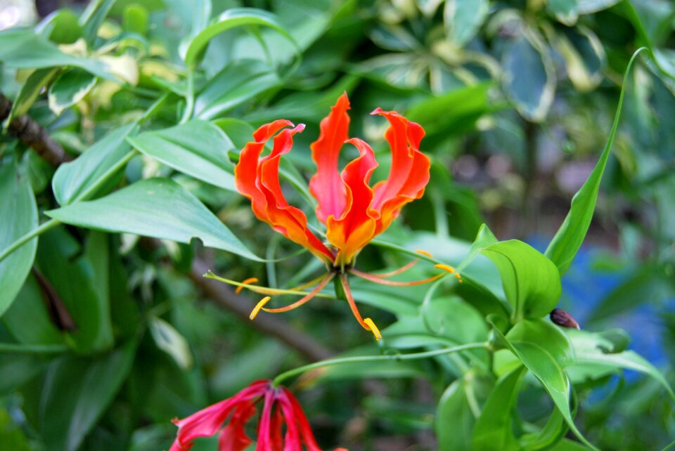 Garden flower fame lily
