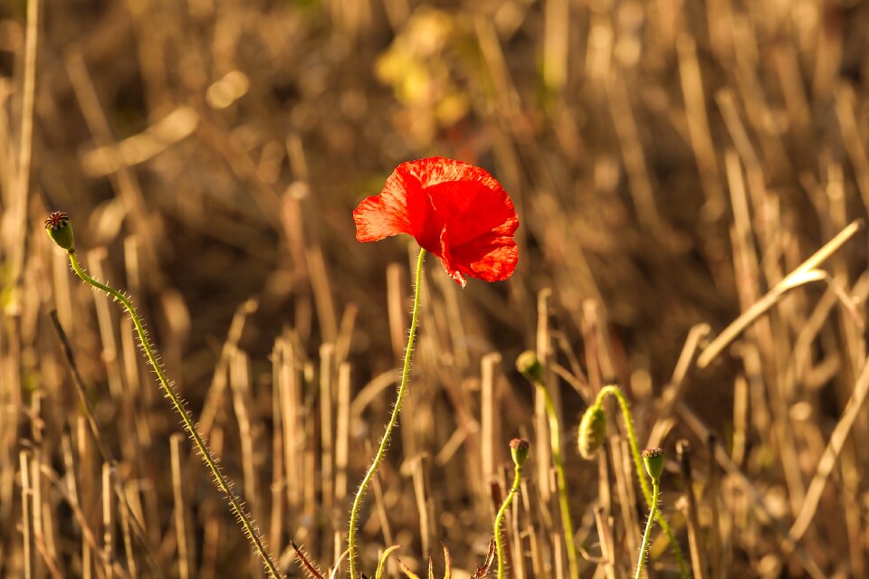 Wild poppy harvest nature
