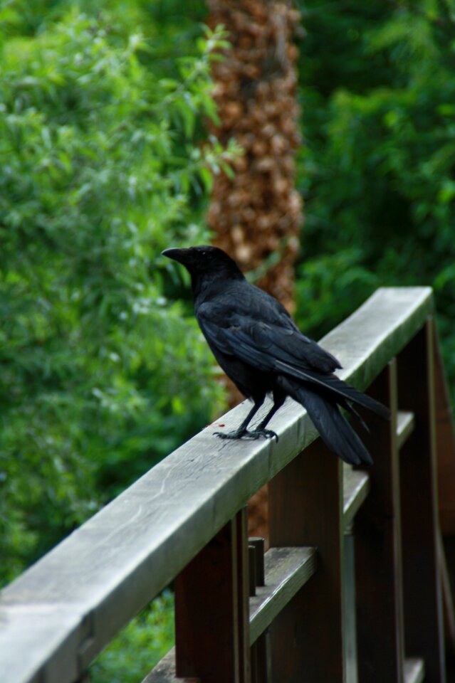 Wood raven crow