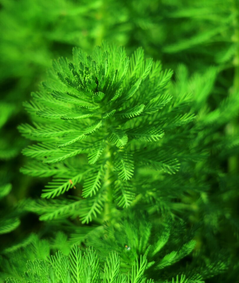 Environment ferns close-up