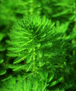 Environment ferns close-up photo