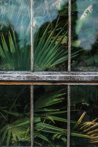 Green plants nature