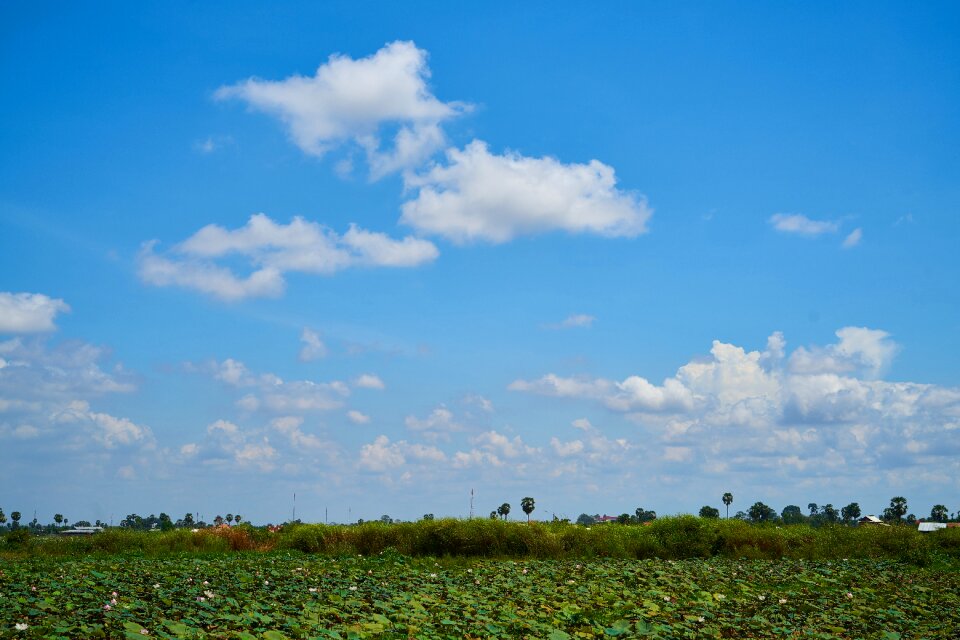 Sunny nature background