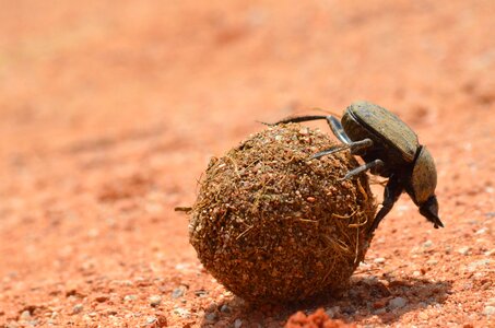 Dung beetle zimbabwe victoria falls