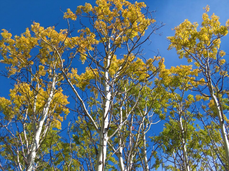 Forest fall nature