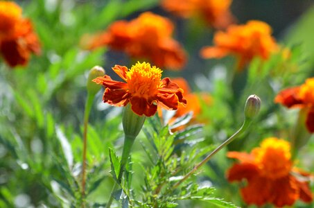 Summer leaf floral photo