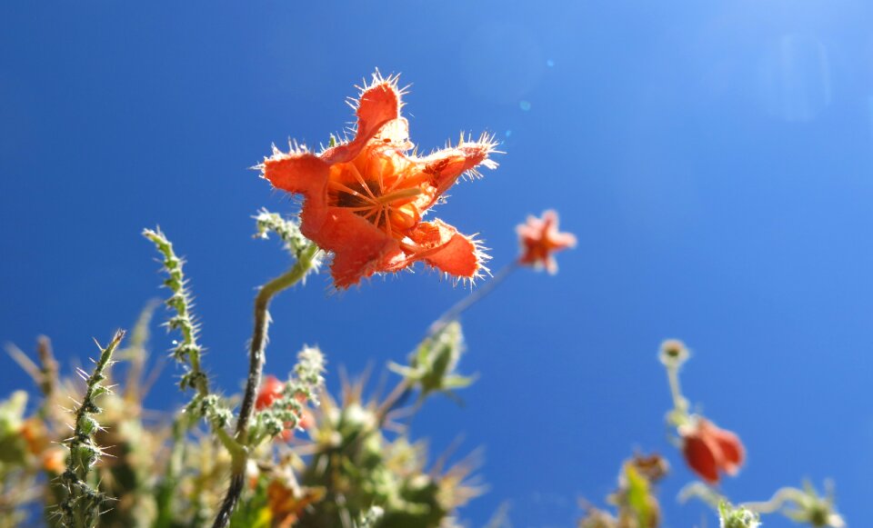 Colca canyon peru close up