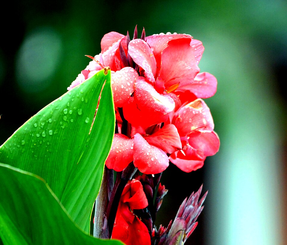 Summer nature plant