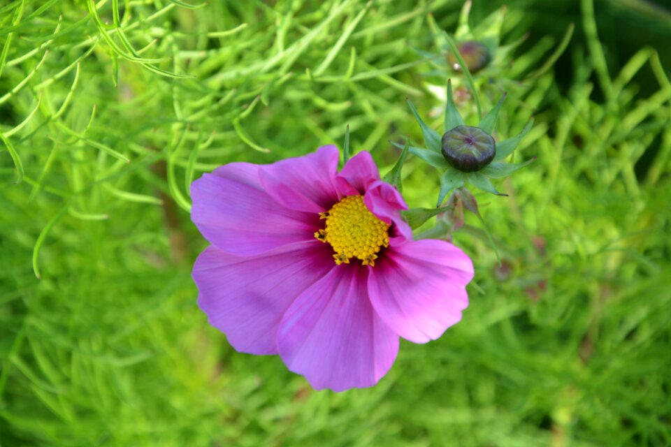 Petals garden blossomed