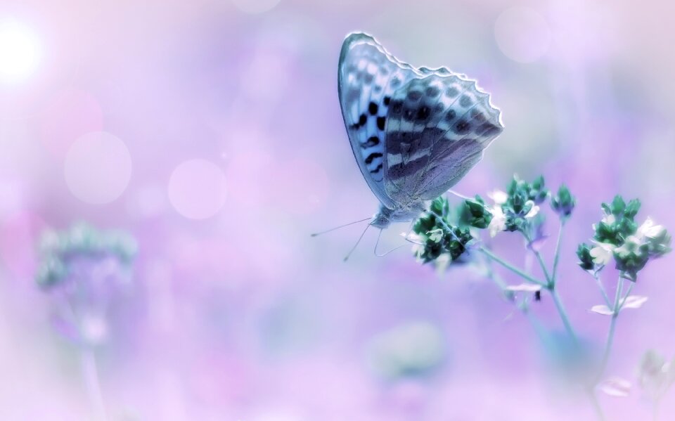 Purple nature soft