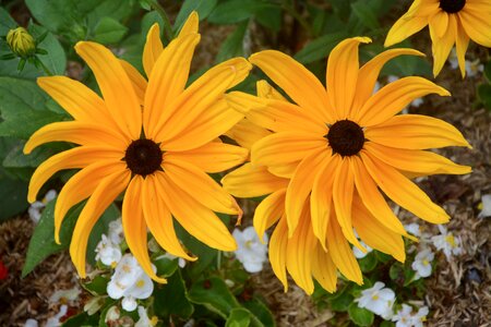 Nature plant parterre photo