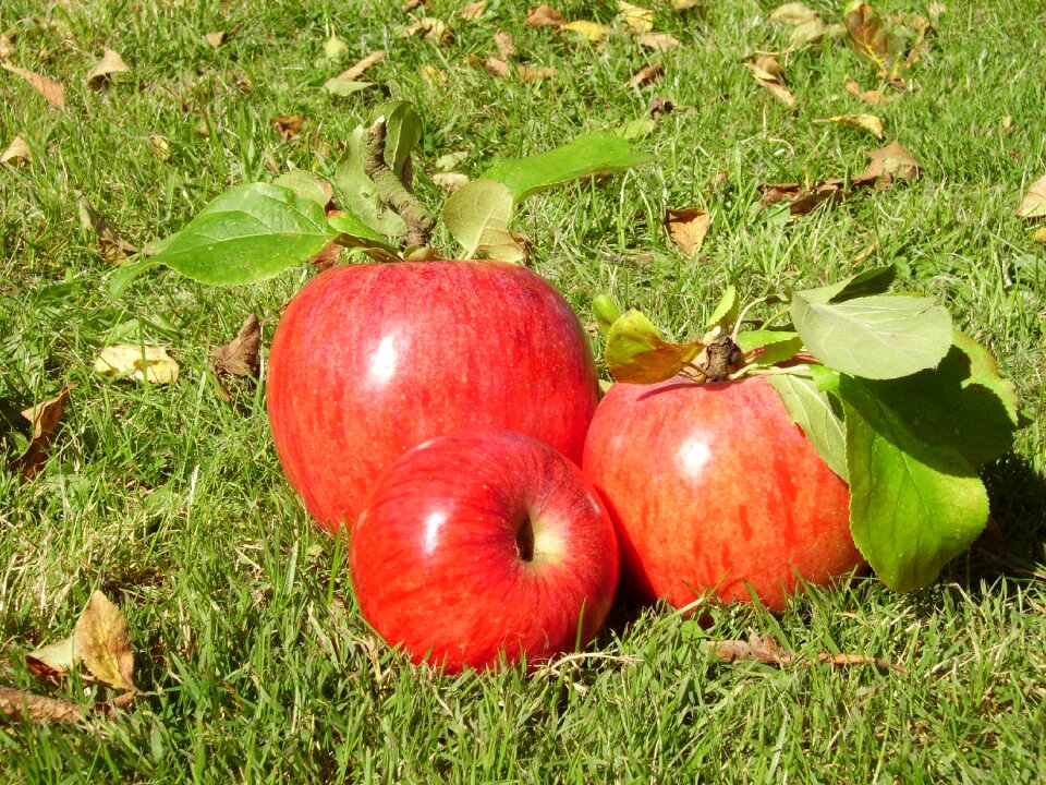 Autumn still life red