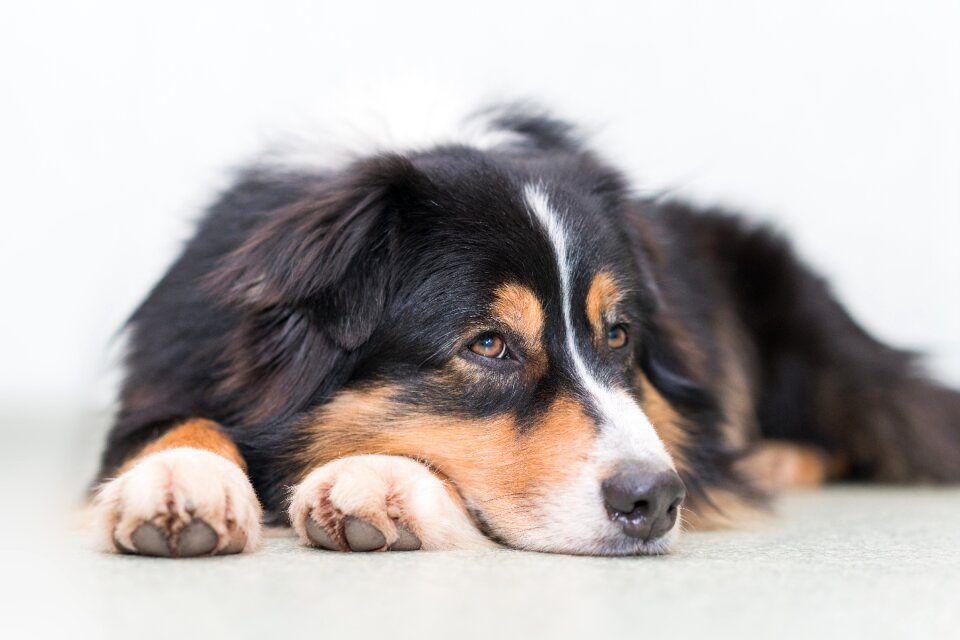 Relaxed cute australian shepherd