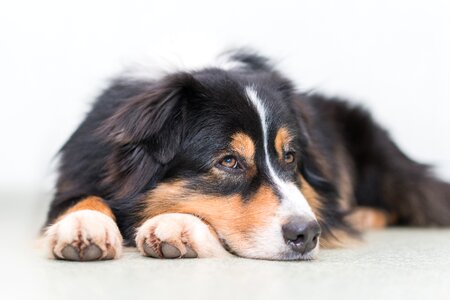 Relaxed cute australian shepherd