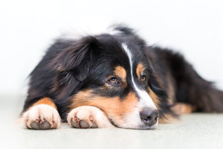 Relaxed cute australian shepherd photo