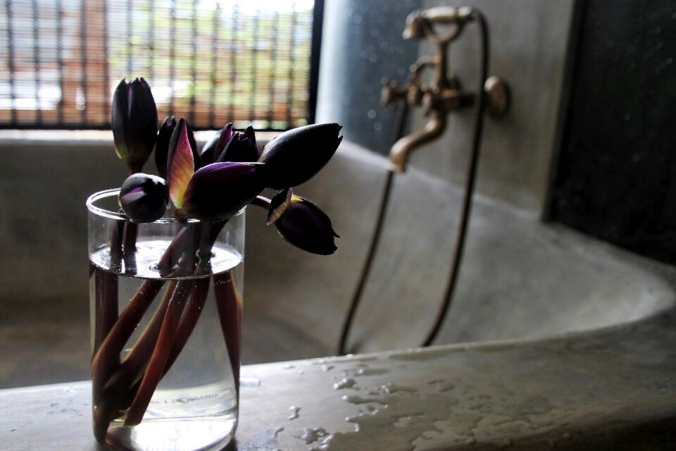 Flowers no one under the roof