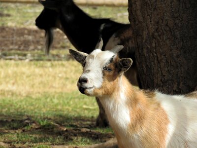 Animal farm horns photo