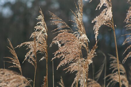 Field grass reed